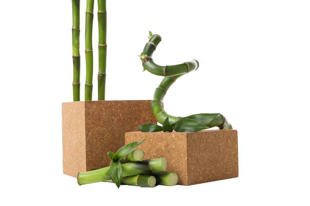 Bambú de la suerte a domicilio