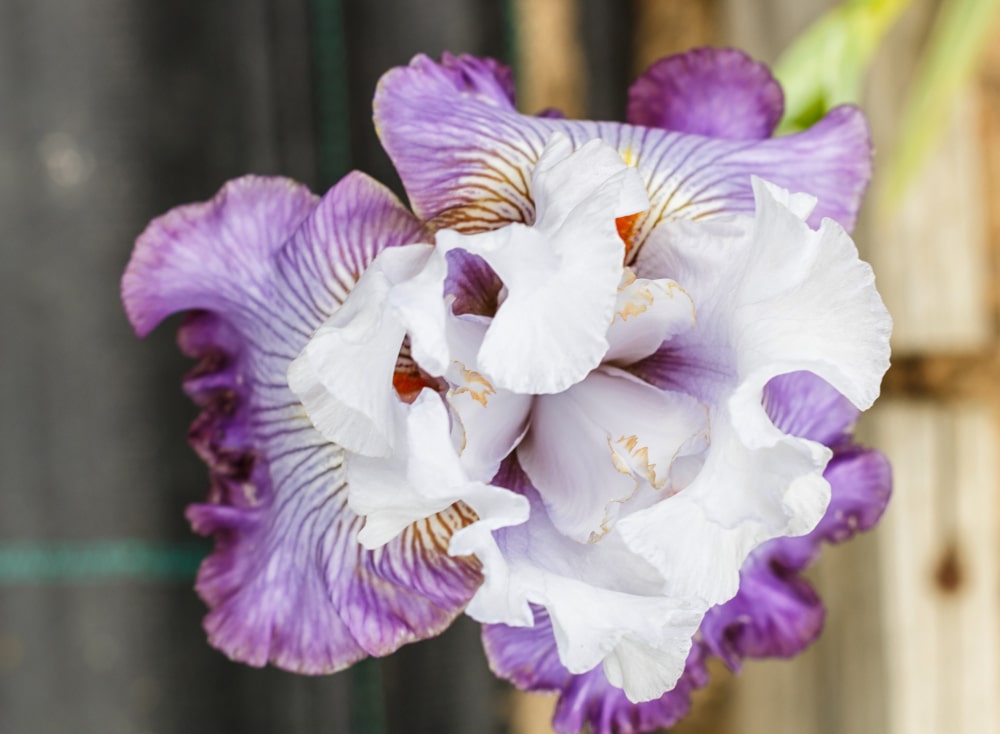 Orquídeas Florencia de diferentes colores