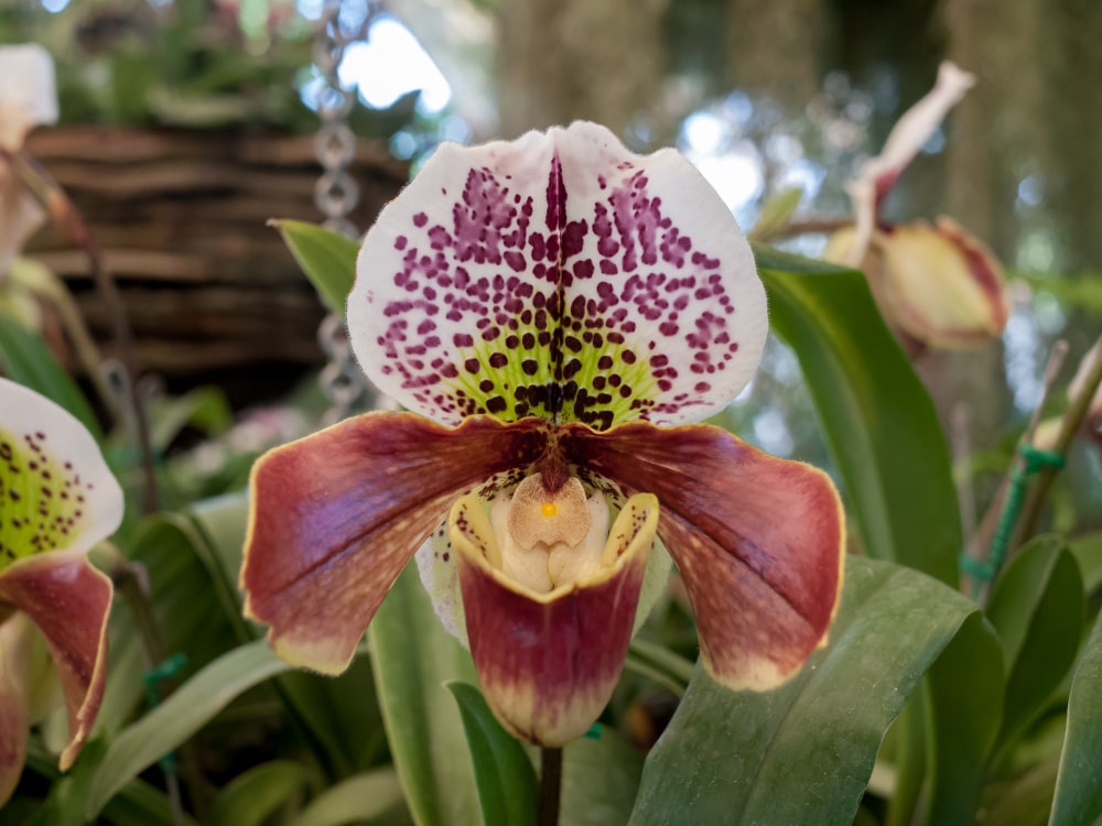 Orquídeas Venecia de diferentes colores