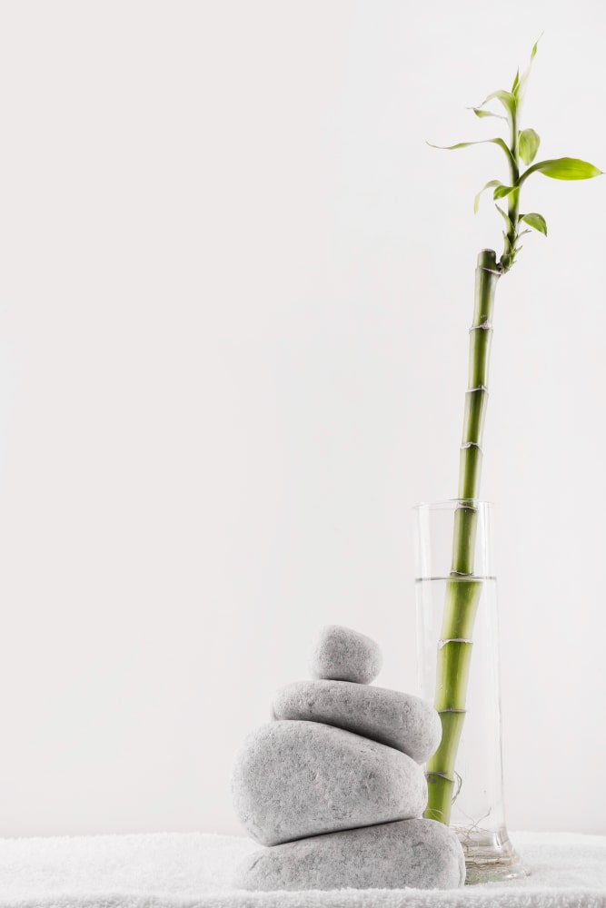 Bambú de la suerte a domicilio - Imagen 3