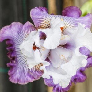 Orquídeas Florencia de diferentes colores