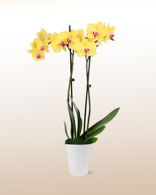 Orquidea Janeiro de diferentes colores - Imagen 2
