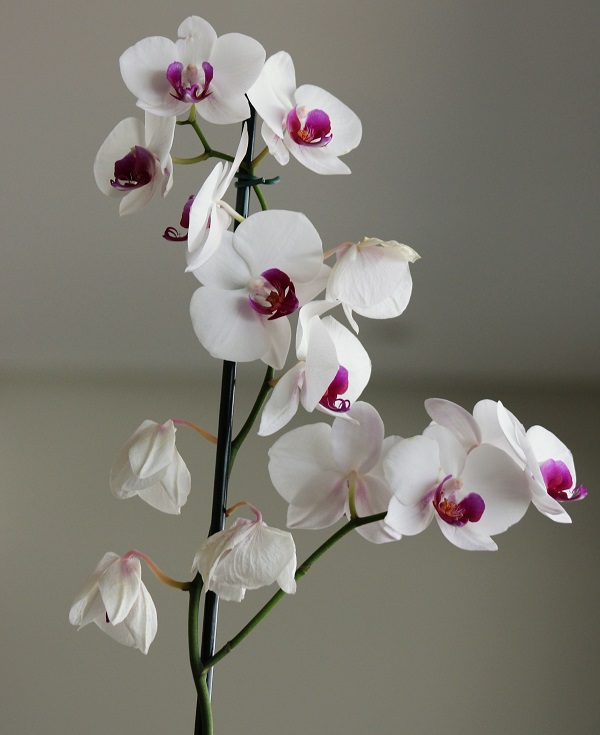 Orquidea Janeiro de diferentes colores - Imagen 4
