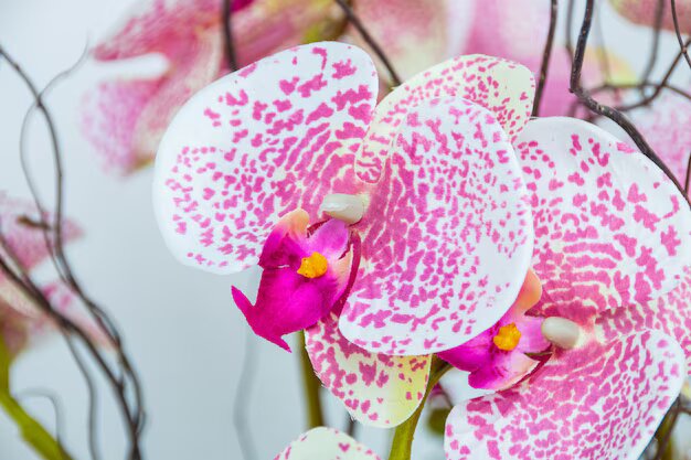 Orquidea Janeiro de diferentes colores - Imagen 3