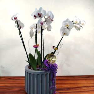 Contamos con Orquídea Atenas de diversos colores