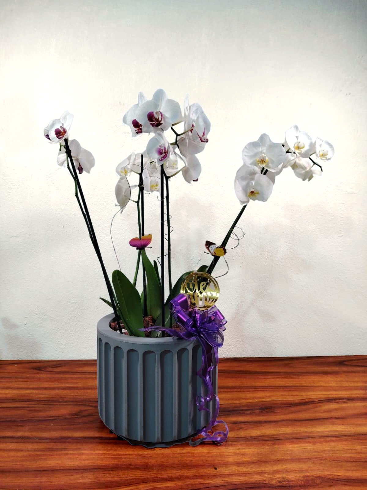 Contamos con Orquídea Atenas de diversos colores