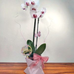 Orquidea Janeiro de diferentes colores