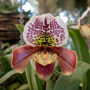 Orquídeas Venecia de diferentes colores