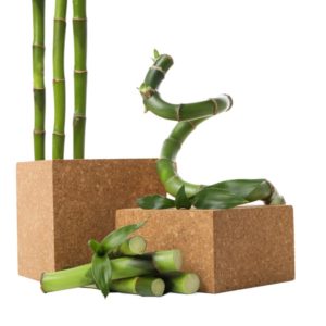 Bambú de la suerte a domicilio