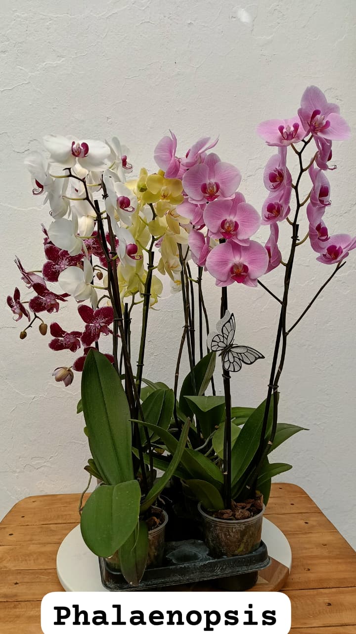 Mayoreo y Medio Mayoreo