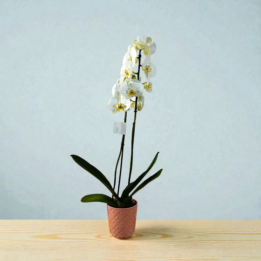 Base Quita y Pon para Orquídea - Imagen 4