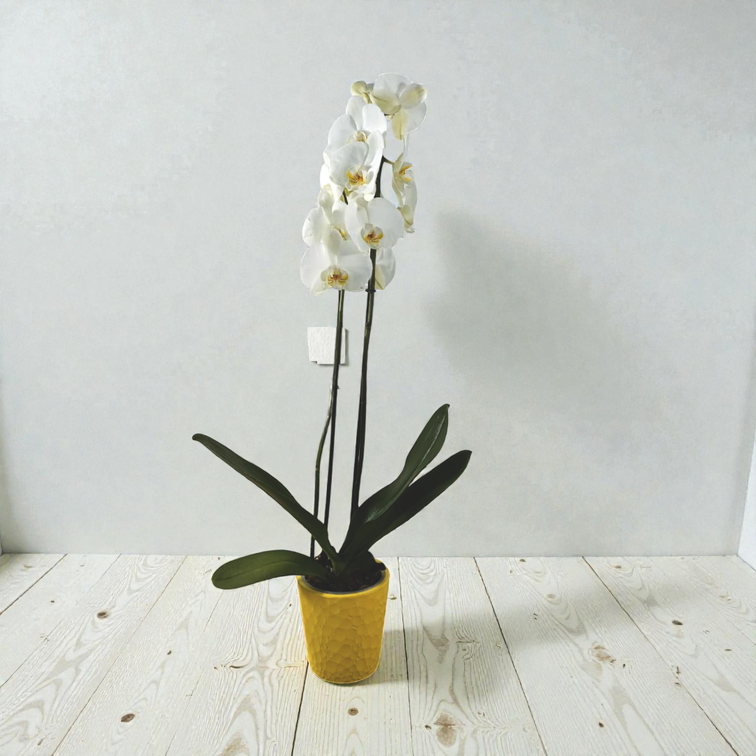 Base Quita y Pon para Orquídea - Imagen 2