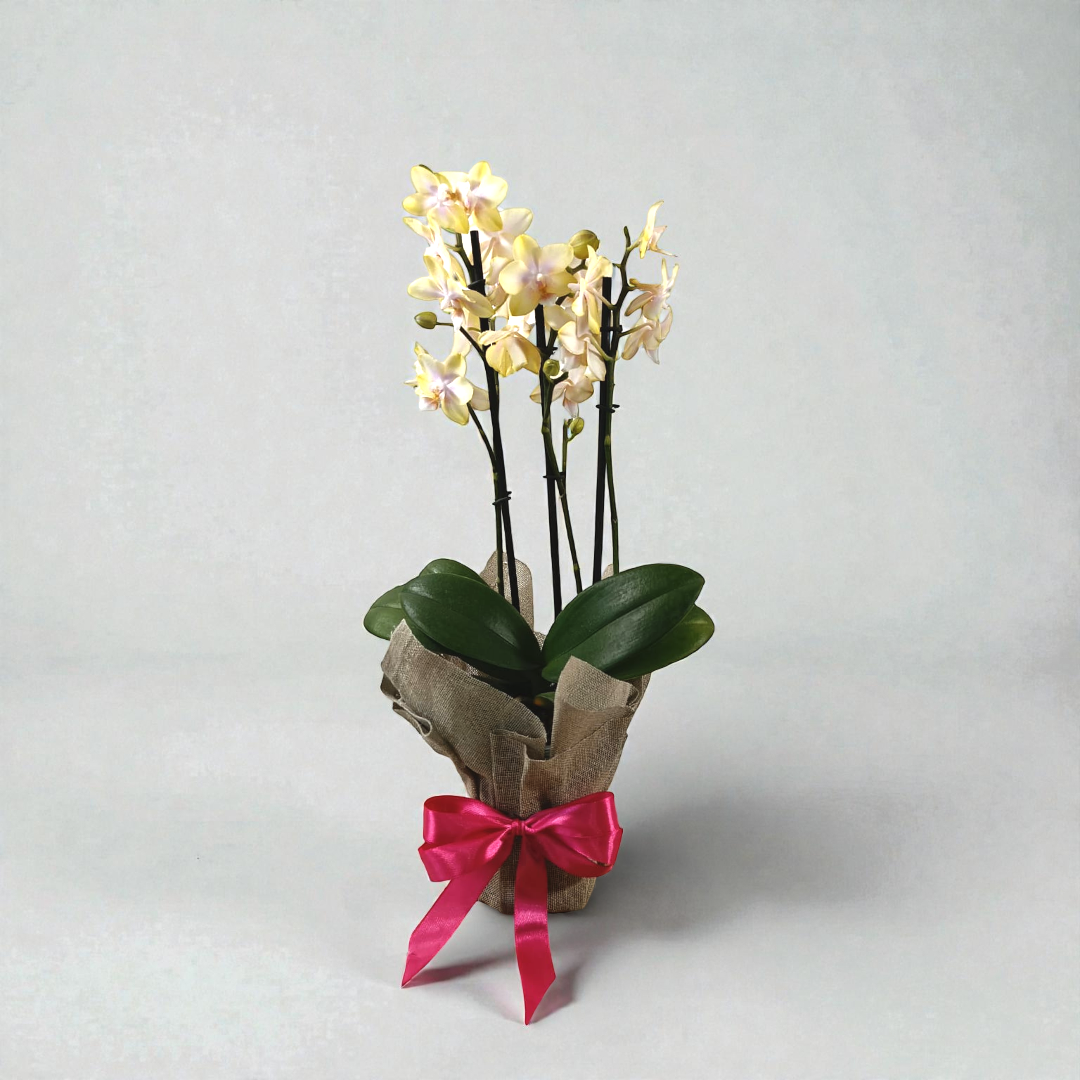 Envoltura de Yute para Orquídea