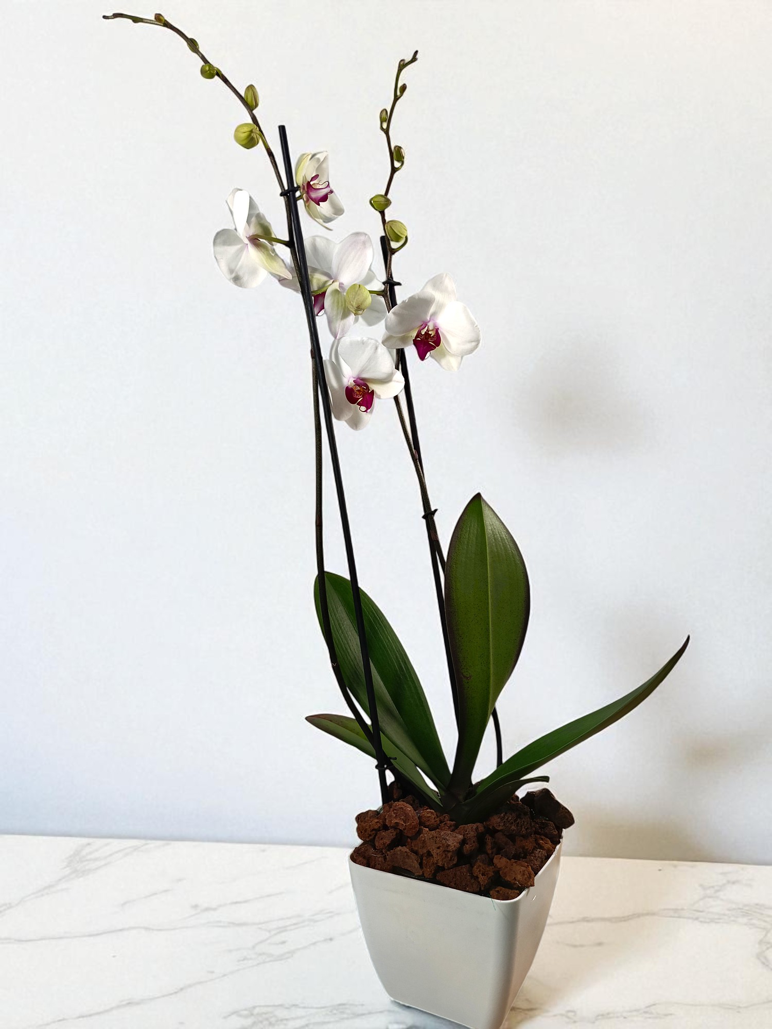 Arreglo Romanza Plástico - Imagen 2