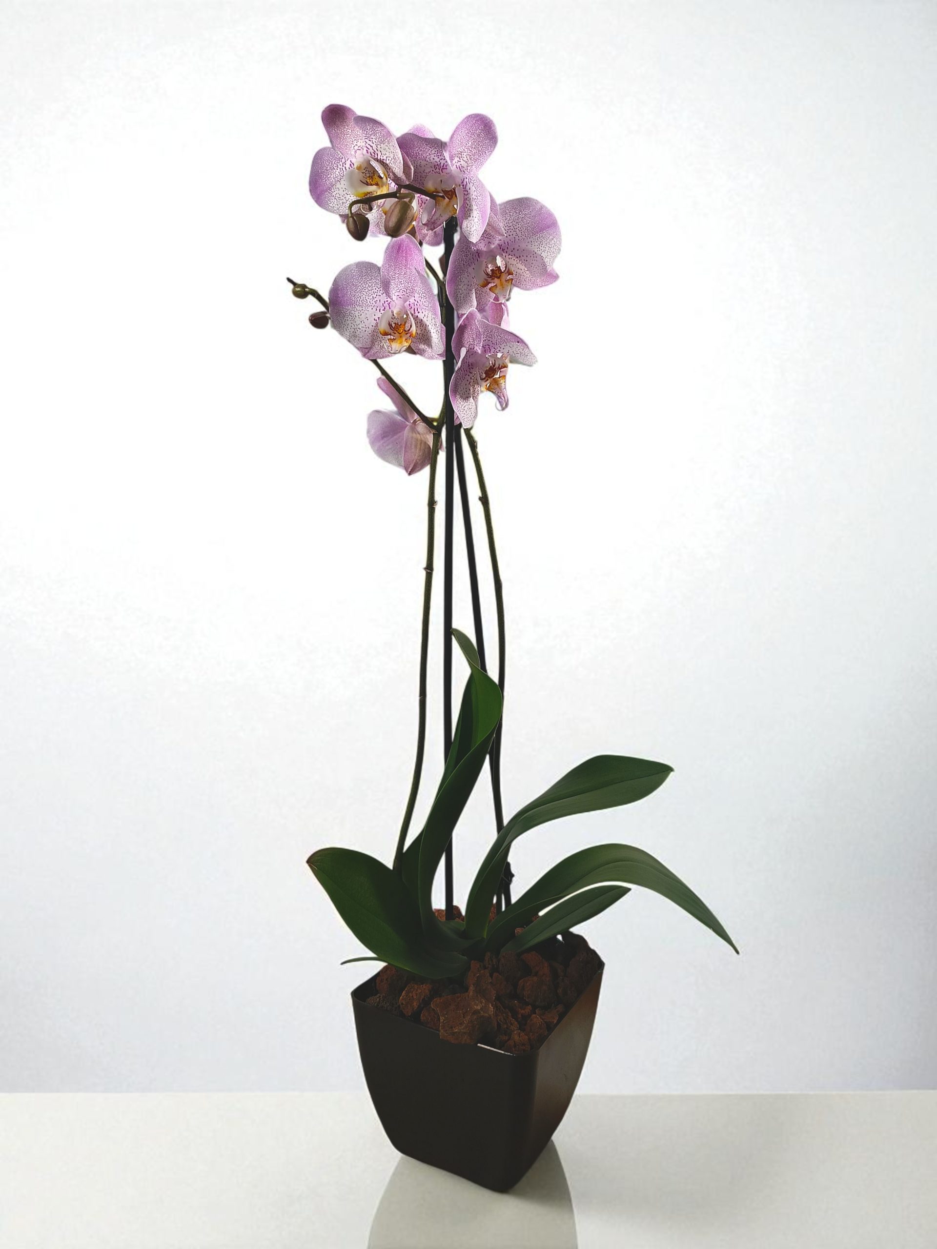 Arreglo Romanza Plástico - Imagen 3