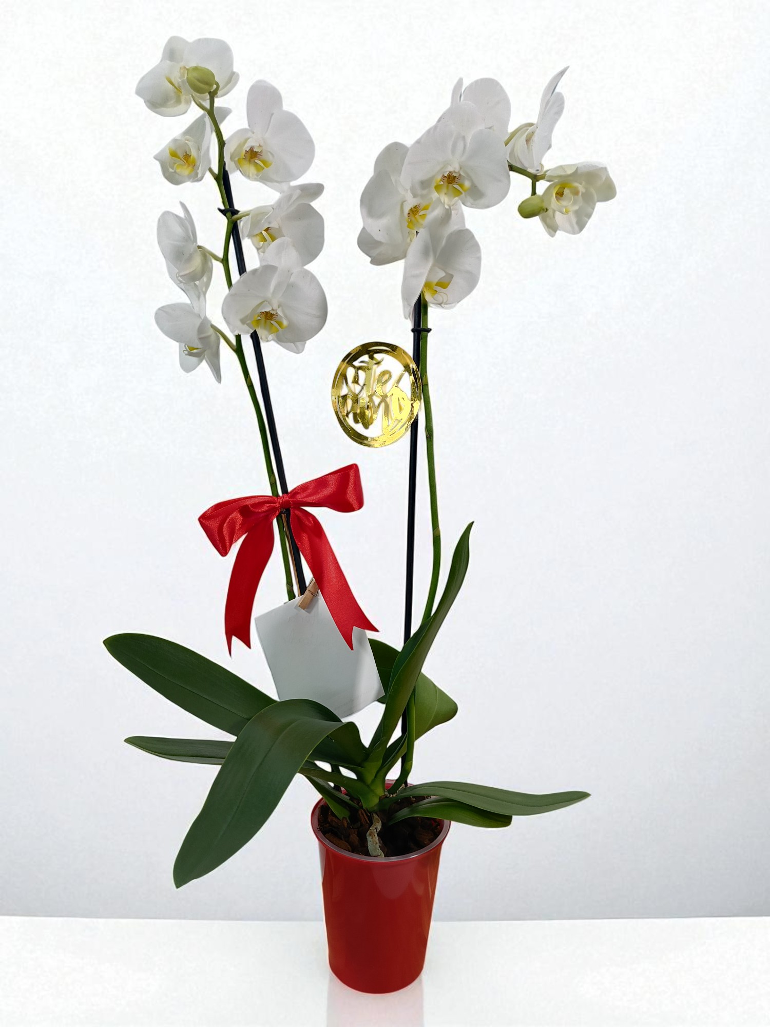 Arreglo Romanza Plástico