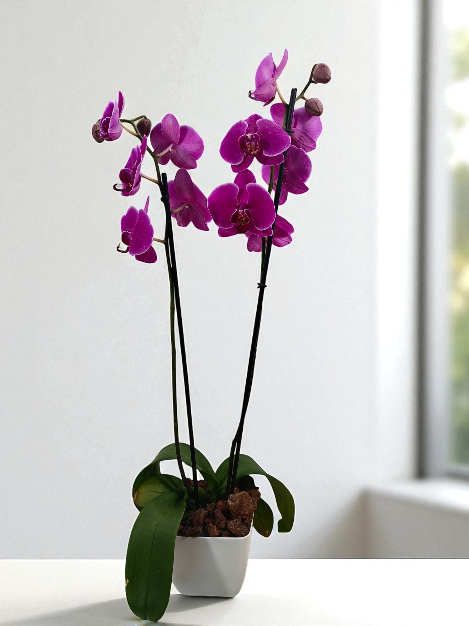 Arreglo Romanza Plástico - Imagen 5