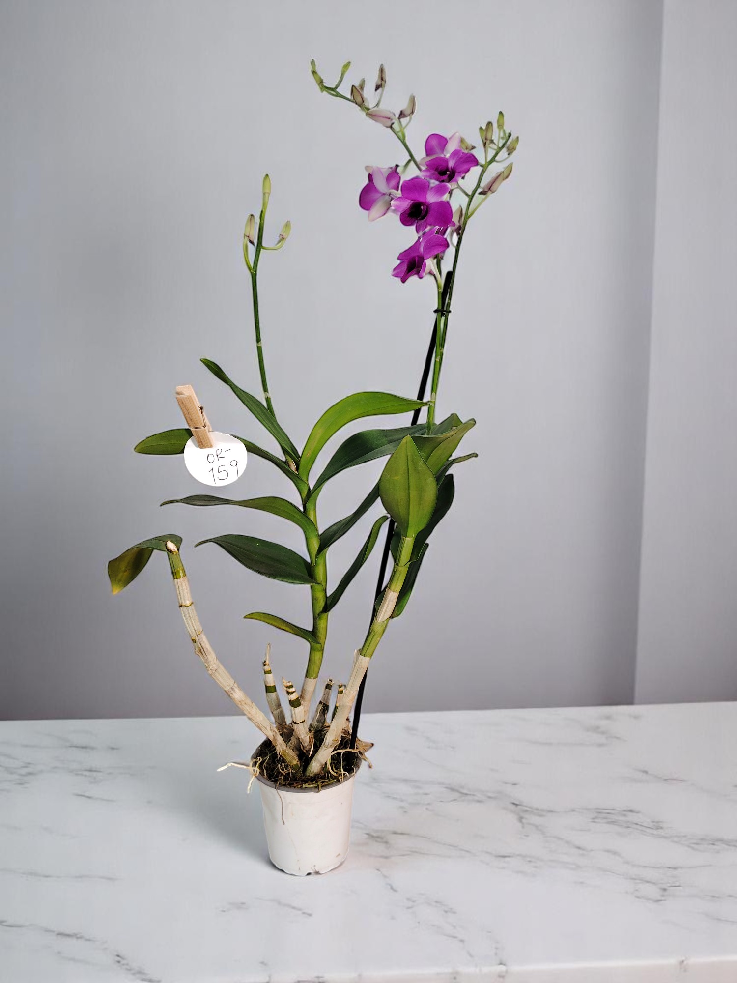 Orquídea Dendrobium