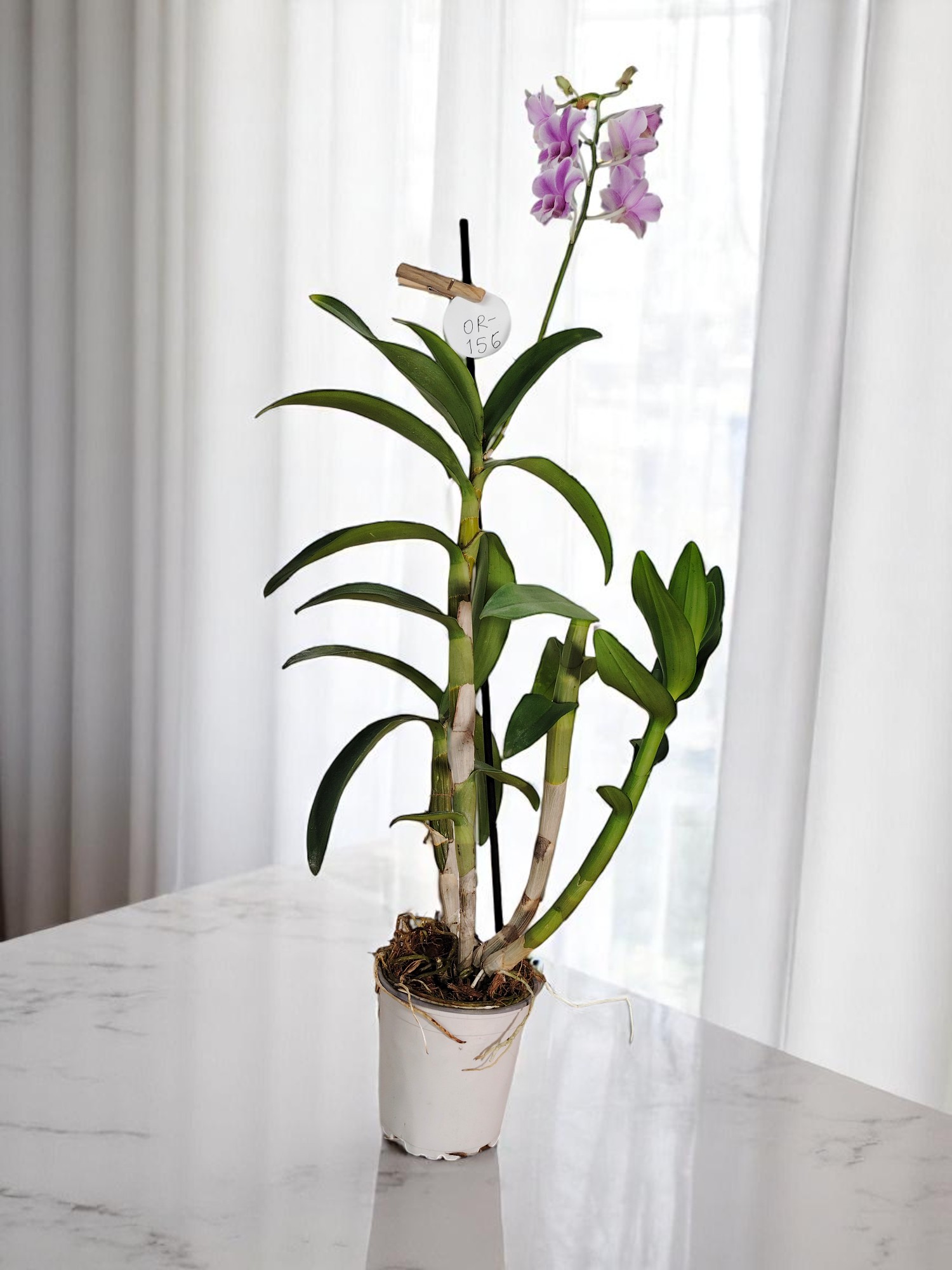 Orquídea Dendrobium - Imagen 3
