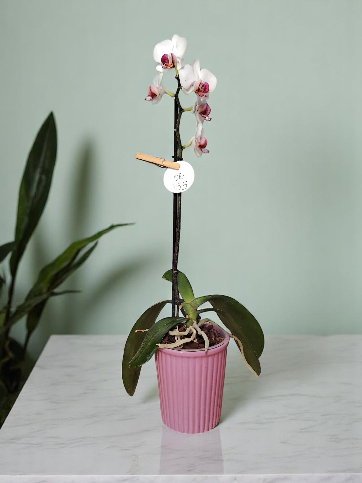 Base Quita y Pon para Orquídea