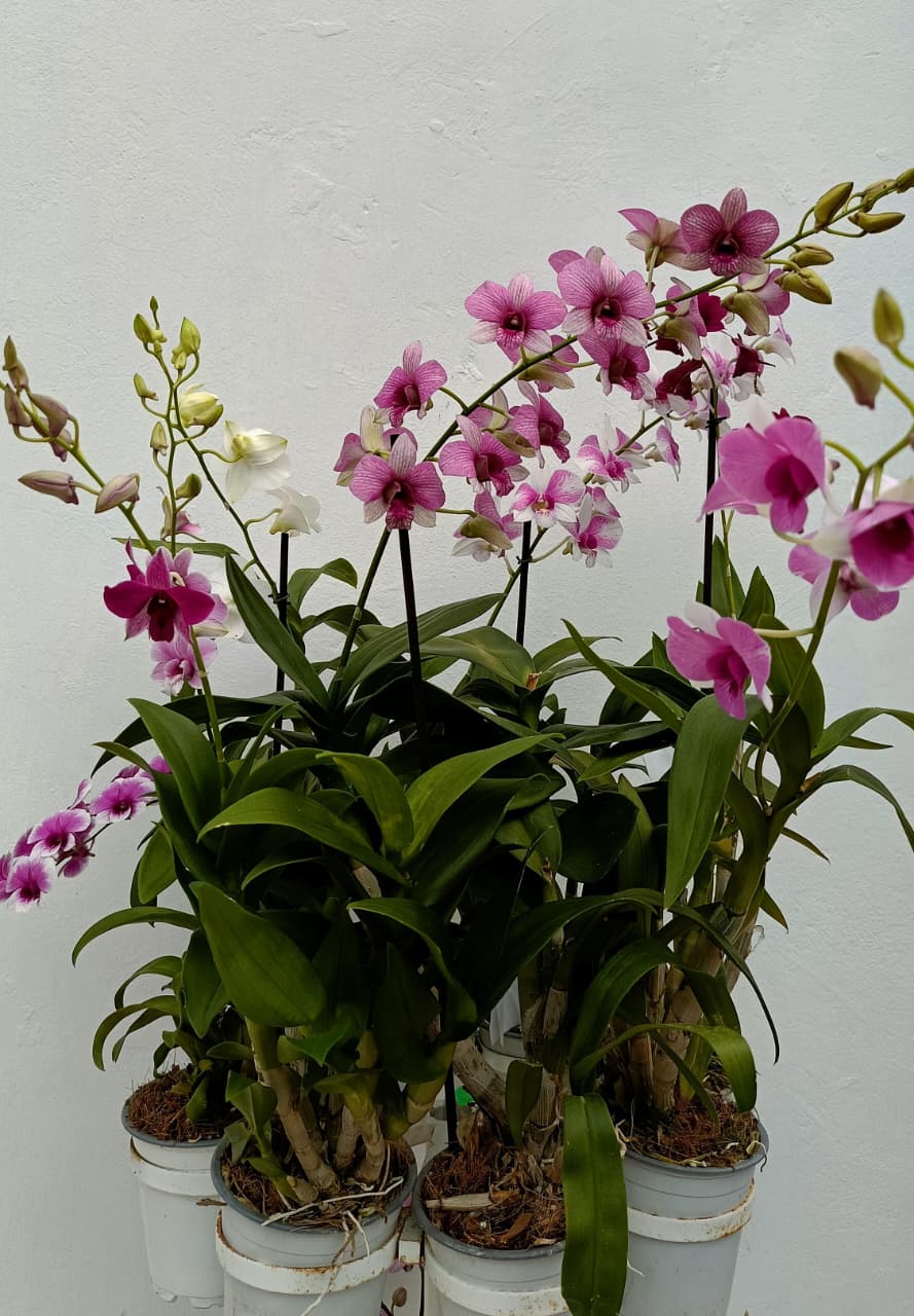 Mayoreo y Medio Mayoreo - Imagen 2