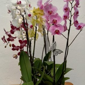 Mayoreo y Medio Mayoreo