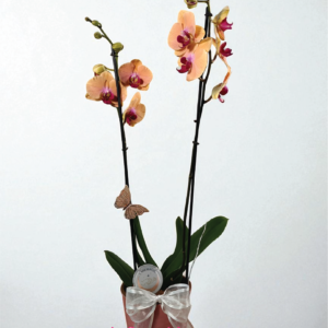 Arreglo Peach Union Cerámica