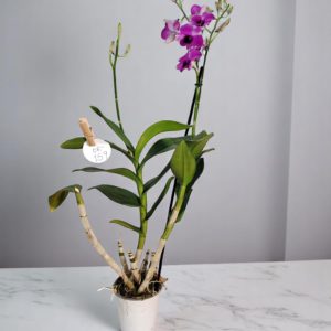 Orquídea Dendrobium