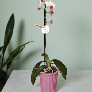 Base Quita y Pon para Orquídea