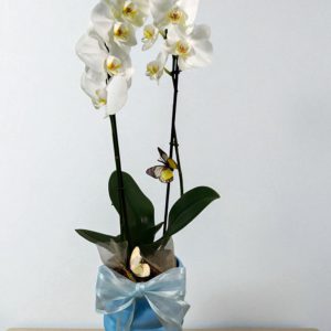 Arreglo Volare Di Blu