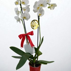 Arreglo Romanza Plástico