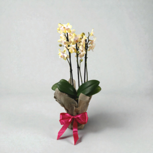 Envoltura de Yute para Orquídea