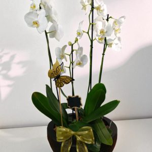 Arreglo Amor Infinito